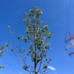 Hruška okrasná (Pyrus calleryana) ´CHANTICLEER´ - výška: 350-400 cm, obvod kmeňa: 10/12 cm, kont. C30L